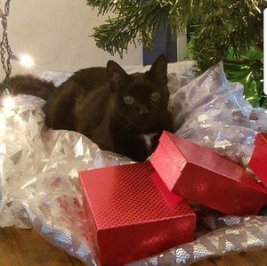 Make offer! He ALWAYS says yes!